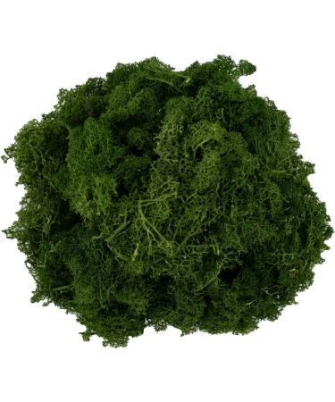 13.6 Oz Preserved Moss for Potted Plants, 0.85LB Natural Fresh Green Reindeer Moss for Planters, Spring Green Moss DIY Kit for Terrariums Fairy Garden Art Easter Table Decor Wedding Decor