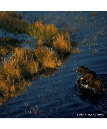 GUERLAIN Aqua Allegoria Mandarine Basilic Forte EDP 75ml Citrus Floral Orange 2.54 Fl Oz (Pack of 1) - Buy Online on GoSupps.com