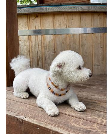 Buy B-A-L Baltic Amber Dog & Cat Flea & Tick Chain Anti-Flea African Jade Pet Collar (40cm) International Shipping - Buy Online on GoSupps.com