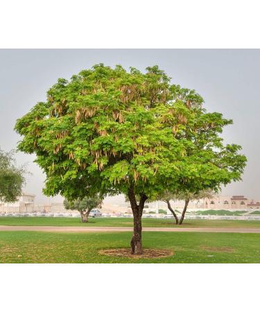 neotea Albizia Lebbeck/Vagai Bark/padeli/Adri/ambuvagina Powder, 1kg - Buy Online on GoSupps.com