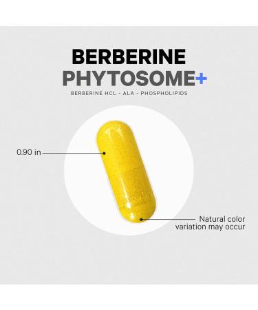 Codeage Berberine Phytosome Supplement - Berberine HCL Alpha Lipoic Acid Phospholipid Complex - 2-Month Supply - Berberine HCL - Berberine Hydrochloride - Gluten-Free Non-GMO - 60 Capsules - Buy Online on GoSupps.com