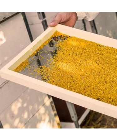 Earthbreath Bee Pollen Granules 1.5 kg - Pure Raw Natural Immunity Support - No Artificial Additives - Healthy Boost (Pack of 1) - Buy Online on GoSupps.com