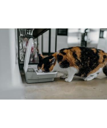 Cat Mate Timed Automatic Feeder Two bowl feeder - Buy Online on GoSupps.com