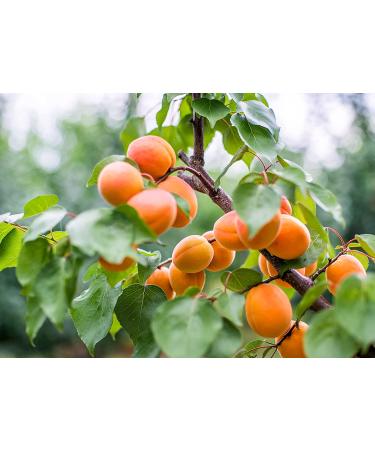 Dried Apricots 1lb - Kosher & Vegan - Product of Turkey - Bulk Purchase - Buy Online on GoSupps.com