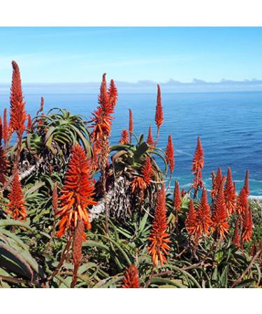 Aloe Gel with Aloe Ferox - Natural Vegan Skin Care for Face & Body | 100% Paraben Perfume Free Cruelty-Free - 75ml - Buy Online on GoSupps.com