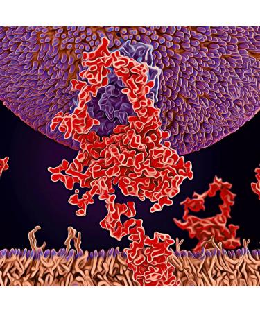 MICHAEL'S Health Naturopathic Programs Cholesterol Metabolism Factors - 90 Tablets - Helps Improve Circulation - Statin & Red Yeast Rice Free - 15 Servings 90 Count (Pack of 1) - Buy Online on GoSupps.com