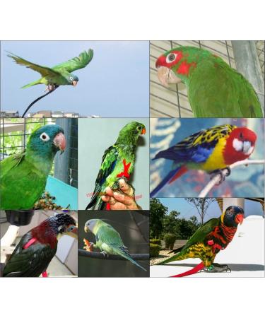 Aviator Bird Harness & Leash - Made in America | XS Red | International Shipping Available - Buy Online on GoSupps.com