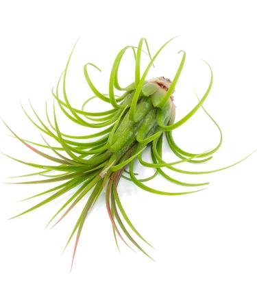 10 Ionantha Tillandsia Air Plants 2-3.5 Inches | Live Tropical House Plants for Home Decor & Terrariums - Buy Online on GoSupps.com