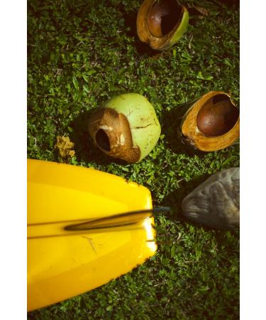 Waiola Coconut Water 8.5oz (Pack of 12) - Hydrating & Refreshing Natural Beverage - Buy Online on GoSupps.com