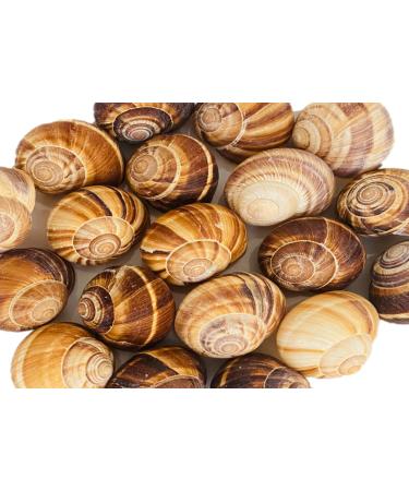NIPORO 20 empty snail shells large for crafting for hermit crabs for decoration in the aquarium for painting
