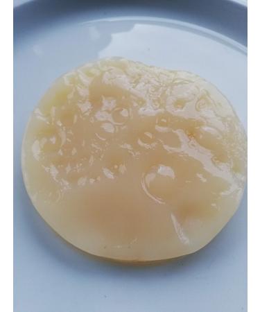 Jun Mushroom Scoby Tea Mushroom Kombucha Champagne