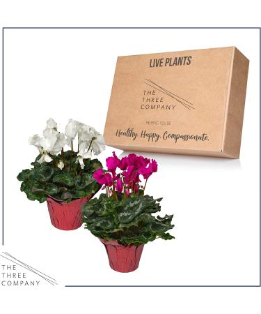Live Flowering Indoor Cyclamen Duo in Deco Cover - Assorted Colors | 10 Tall by 6 Wide | Long Lasting Flowers | 2 Plants Per Pack - Buy Online on GoSupps.com
