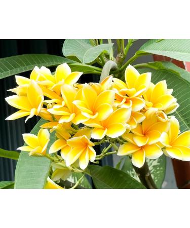 Bleu & Marine Bretania Monoi Blossom Massage Oil - Tropical Spa Experience for All Skin Types | Reduces Stretch Marks & Cellulite | 200 ml - Buy Online on GoSupps.com