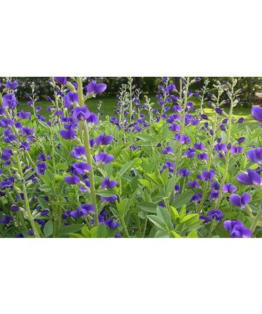 Earth Best Neel Indigo Powder For Hair Dye Green 100 g - Buy Online on GoSupps.com