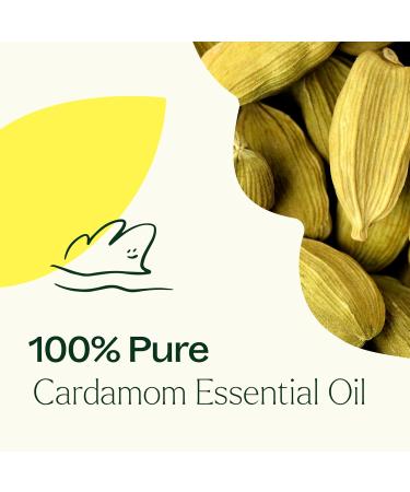 Plant Therapy Cardamom Essential Oil 5 mL (1/6 oz) 100% Pure Undiluted Aromatherapy Warm Cozy Scent Digestive Support 0.16 Fl Oz (Pack of 1) - Buy Online on GoSupps.com