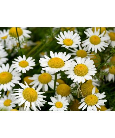  TASTY POTT Tasty Pott Ground Bertram Root - Spiced - Spice Powder | Bertram | Herbal Tea | Vegan Nutrition | Spice | Root Powder | 250g Bag - Buy Online on GoSupps.com