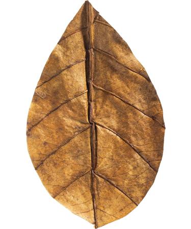 Arka Myscape Catappa Leaves - 10 Natural Seafaring Tree Leaves for Freshwater Aquariums | 8-12cm Enhances Fish & Shrimp Health - Buy Online on GoSupps.com