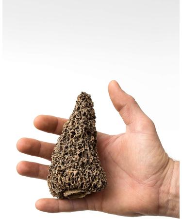 Dried Wild Morel Mushrooms 227g - Buy Online on GoSupps.com