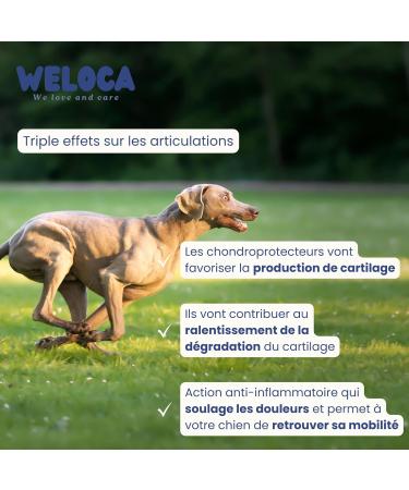 Dog osteoarthritis - 120 bites - 11 natural active ingredients (including glucosamine chondroitin green lipped mussel MSM devil's claw) - Anti-inflammatory - Highly dosed - Dog food supplement - Buy Online on GoSupps.com