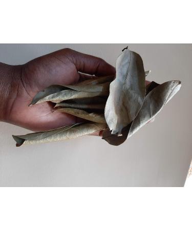 100% Jamaican Wild Soursop Leaves ( graviola) 1 oz - Buy Online on GoSupps.com