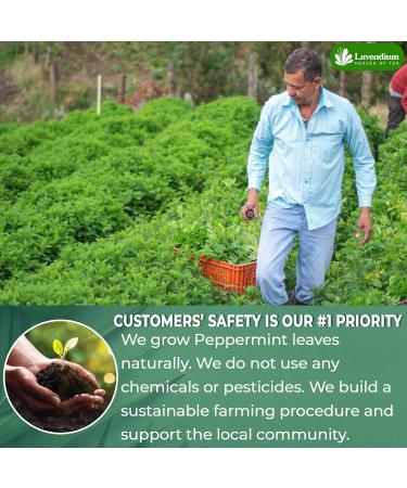 Lavendium Premium 30 Peppermint Tea Bags 100% Natural & Pure Peppermint Leaves. Loose Leaf Peppermint Herbal Tea. Peppermint Leaf Tea. No Sugar No Caffeine No Gluten Vegan. - Buy Online on GoSupps.com