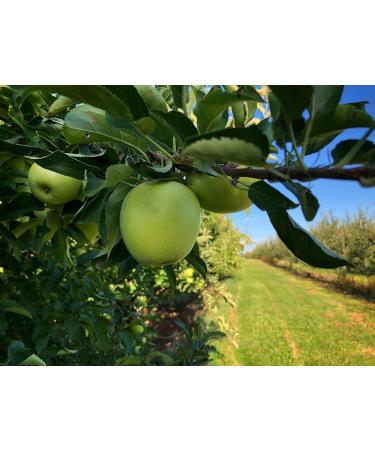 Food-United Apfel Puree Granny Smith 1kg - Pure Natural Fruit Puree for Smoothies Bowls Quark & Sorbet Toppings - No Artificial Additives - Selected Fruits - Buy Online on GoSupps.com