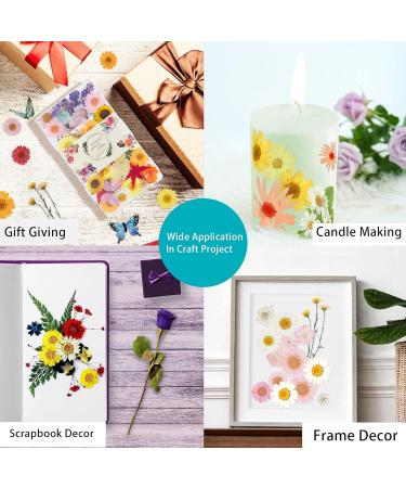Dried Pressed Flowers for Resin & DIY Crafts - 185 Pcs Natural Dry Flowers with Plastic Case & Butterflies Yellow - Buy Online on GoSupps.com
