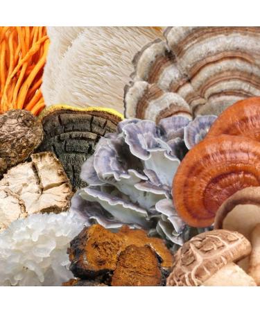 North Spore Organic 'Spectrum 10' High Potency Mushroom Capsules | Cognitive Supplement | Lion's Mane Chaga Cordyceps Reishi Turkey Tail | 10 Medicinal Mushrooms | Energy Focus Clarity - 60ct - Buy Online on GoSupps.com