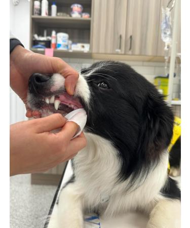 VETRADENT Dental Wipes for Dogs & Cats - Freshens Breath Reduces Plaque & Tartar with Biotrate Technology for Oral Hygiene Soft and Disposable Teeth & Gum Cleaning Wipes Made in USA - Buy Online on GoSupps.com