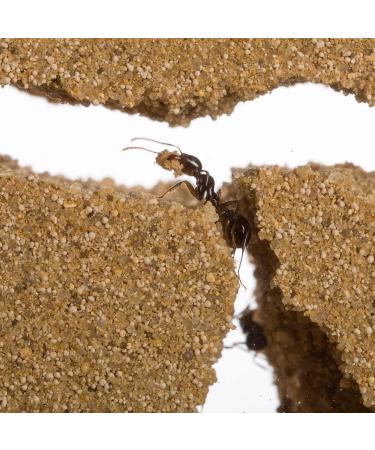 AntHouse - Natural Sand Anthill | Basic Kit (Sandwich + Drilling Box) | Ants Included - Buy Online on GoSupps.com