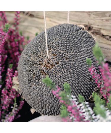 WachtelGold Sunflower Head - 1 Piece: Ideal Enrichment for Quails - Shop Internationally - Buy Online on GoSupps.com