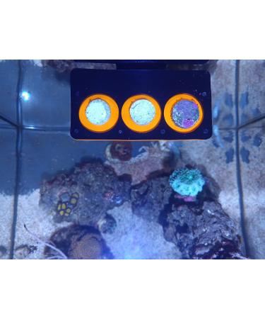 Aqualuri Coral Holder with Magnet | Coral Rack for Aquariums | Fluorescent Coral Offshoot Board | International Shipping Available - Buy Online on GoSupps.com