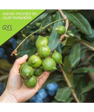 Raw Unsalted Macadamia Nuts (32oz) - Superior Quality, Freshly Packed, Healthy Snack - Keto Friendly, Vegan, Kosher - Buy Online on GoSupps.com