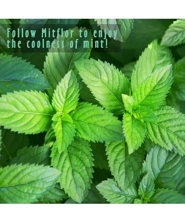 MitFlor Premium Mint Fragrance Oils Set - 6x10ml for Diffuser, Soap & Candle Making | Refreshing Home Fragrance & Aromatherapy Oil Gift Set - Buy Online on GoSupps.com