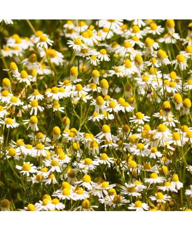  Alpi Nature Alpi Nature Organic Chamomile Infusion 500g Dried Chamomile Flowers Premium Quality Loose Tea - Buy Online on GoSupps.com
