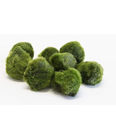 PondPlantsUK Lincspplant Mixed Tropical Live Aquarium Plants (5 Moss Balls) - Buy Online on GoSupps.com