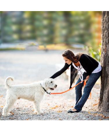 Tag Trag 20m Orange Dog Leash - Waterproof Easy to Clean Training Line for Small to Medium Dogs - Durable Handle & D-Ring - Buy Online on GoSupps.com