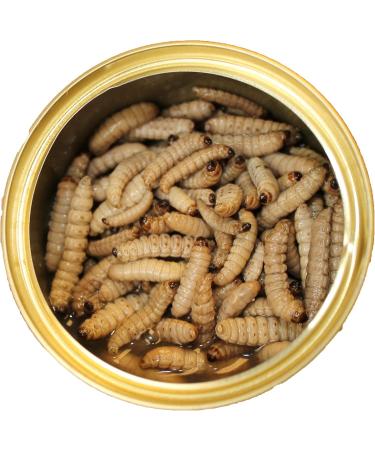 Exotic Nutrition Canned Wax Worms 35 g/ 1.2 oz (6 Pack) - Buy Online on GoSupps.com