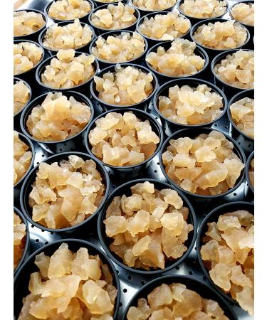 GENEROUS Portion Cup 33% MORE Live Florida Sun Kefir LARGE HEALTHY Water Kefir Grains (Tibicos) Natural Probiotics - Buy Online on GoSupps.com