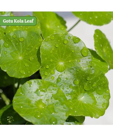 neotea Gotu Kola Powder | Organic Brahmi (Centella Asiatica) | Nervous System & Skin Support | Calming Nootropic Herb | Non-GMO Vegan Sustainably Sourced (100 GM(3.52 OZ) Gotu Kola) Gotu Kola 3.52 Ounce (Pack of 1) - Buy Online on GoSupps.com
