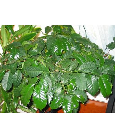 Coffee bush seeds shrub Arabia (Coffea arabica) perennial room planting - Buy Online on GoSupps.com