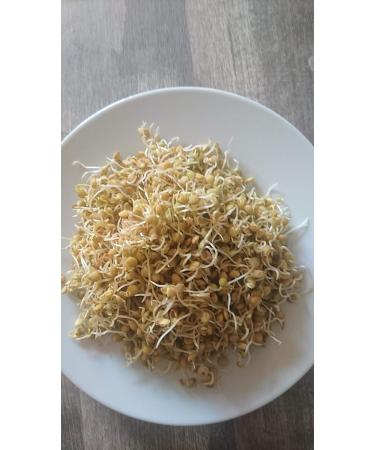 250g Organic Sprouting Seeds - Lentil Sprouts Microgreens & Cabbage Seed Germination for Healthy Cultivation - Buy Online on GoSupps.com