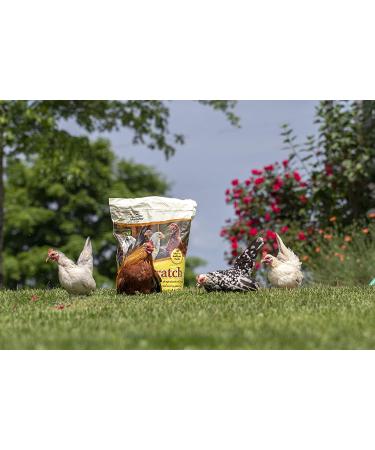 Buy Manna Pro Ultimate Scratch Chicken Feed - Nutrient Rich Treats, 10 LB - Buy Online on GoSupps.com