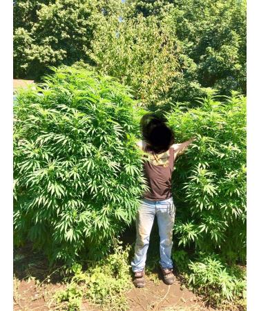 Wallace Organic Wonder Soluble Seaweed Powder Organic Fertilizer (10.7 Ounces 303 Grams) - Buy Online on GoSupps.com