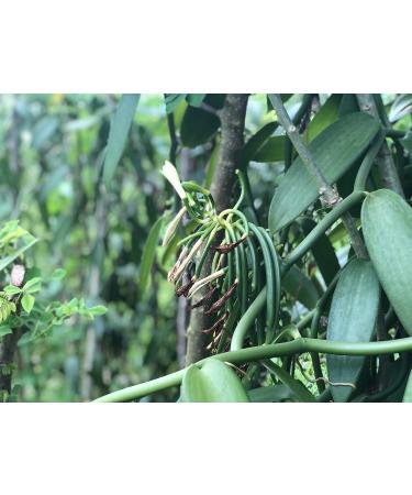 Buy Intervanilla Organic Bourbon Vanilla Powder 100g - Pure Madagascar Vanilla Extract No Additives - Premium Ground Vanilla for Baking & Cooking - Buy Online on GoSupps.com