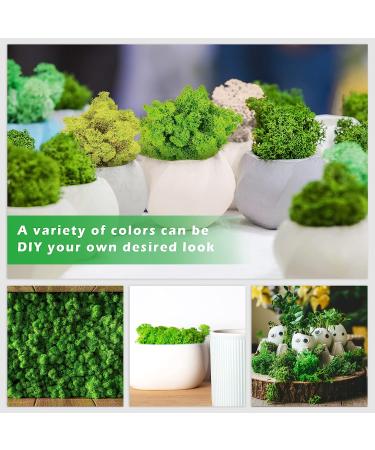 6 Colors Preserved Reindeer Moss - 16.9 OZ for Crafts and Floral Decor - Natural Moss for Potted Plants and Artistic Garden Decoration - Buy Online on GoSupps.com