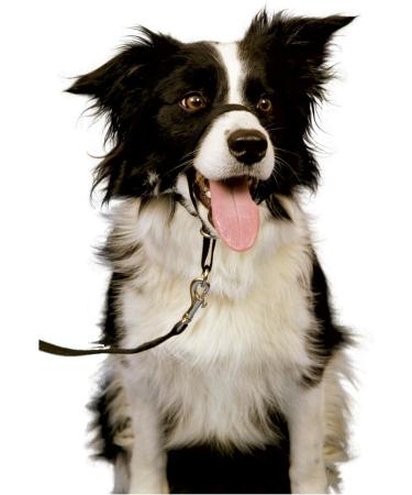 Halti Link Dog Leash - Size S Black | Durable & Comfortable | Shop Now for International Shipping - Buy Online on GoSupps.com