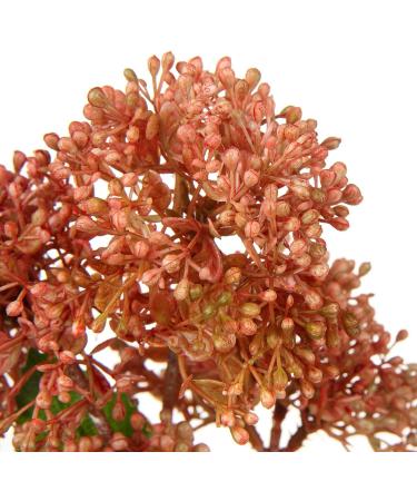 Fire Orange Pepperberry Artificial Berry Stems - 20 Inch Holly Christmas Berries for Holiday Crafts and Home Decor - Buy Online on GoSupps.com