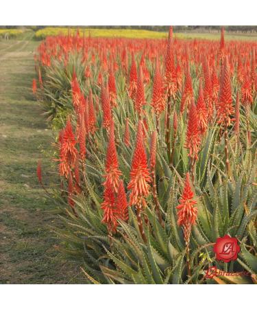 Fresh Aloe Arborescens ETNEA Leaves 1 kg whole with 500 g jar of honey for recipe preparation Padre Zago Organic product production Sicily Sicily Italy - Buy Online on GoSupps.com