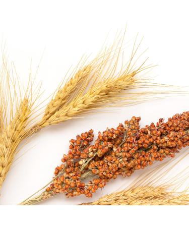 Buy Ayursana Organic Brown Millet Sprouts - Fermented Raw Food ProEM.M 300g | International Shipping Available - Buy Online on GoSupps.com